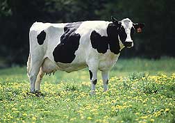 Dairy Cow 