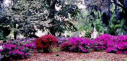 Azaleas in bloom around Gainesville, FL 